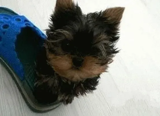 约克夏|饲养约克夏犬的时候我们要让爱犬明白的