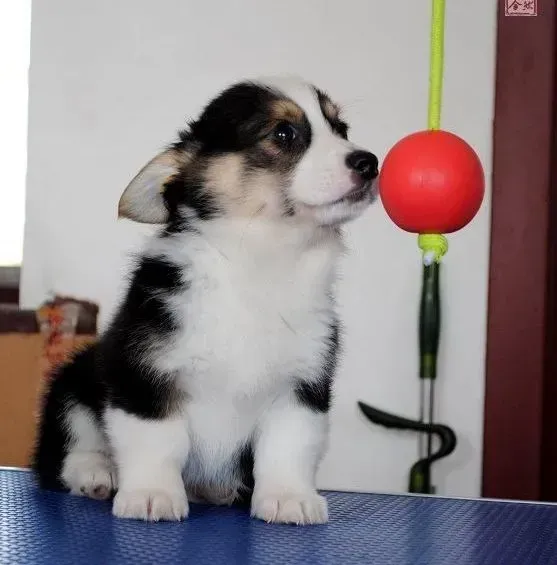 柯基犬|在春季饲养柯基犬的时候要注意消毒