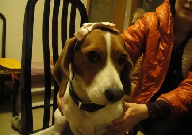 比格犬|给比格犬洗澡要注意狗狗的项圈佩戴与步骤