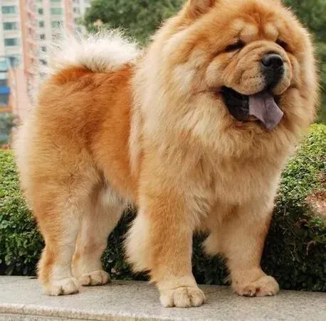 松狮犬|怎样带生性活泼的松狮犬乘车出门