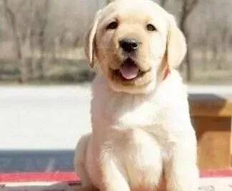 拉布拉多|怎样改善拉布拉多犬乱扑人的恶习