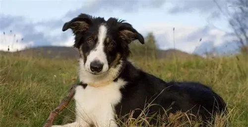 边境牧羊犬好吗 边境牧羊犬的性格特点 | 边境牧羊犬