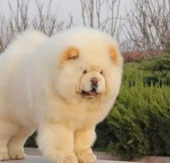 松狮犬|松狮犬毛发护理的方法与意义