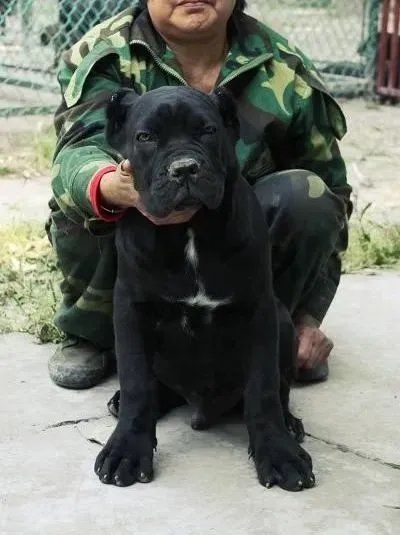 卡斯罗犬|卡斯罗犬患上细小吃什么药好