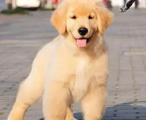金毛|两个月的金毛犬吃饭后总是睡觉 这种情况正常码
