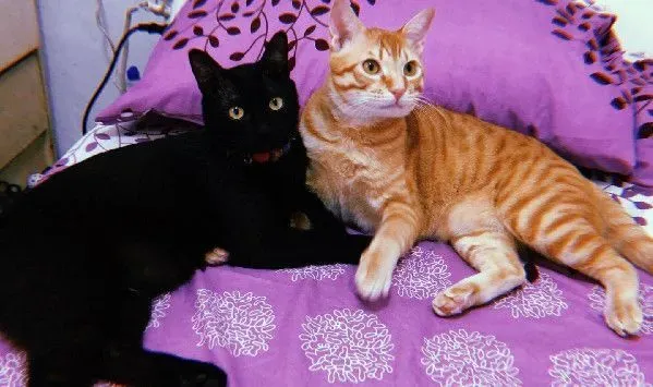 黑猫哥戴防舔圈后认不出 橘猫单手爆扣出拳中猫脸 | 猫
