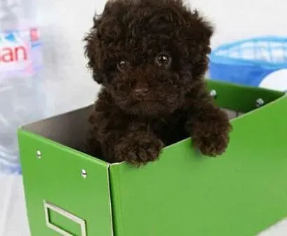 贵宾犬|七个月的贵宾犬拉稀，不吃东西怎如何是好