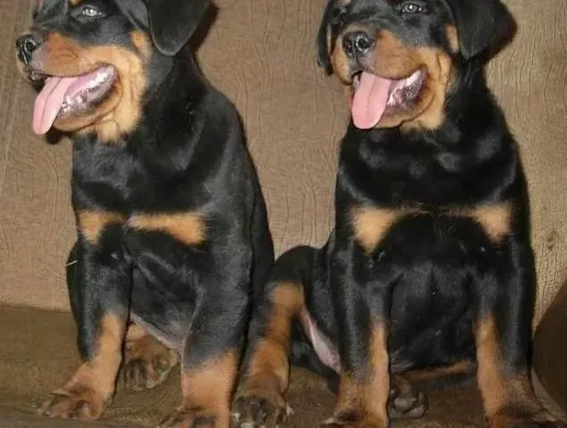 罗威纳犬|怎样控制肥胖的罗威纳犬的体重