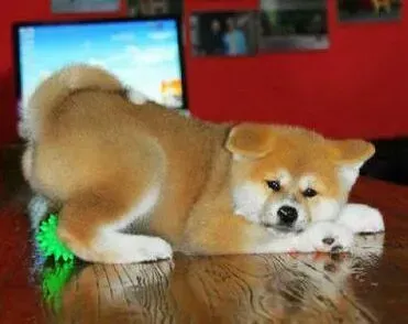 秋田犬|秋田犬着凉流鼻涕能不能注射疫苗