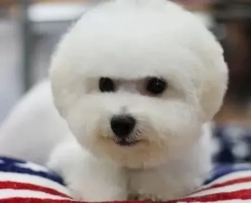 比熊犬|为什么有些比熊犬小便的时候要倒立着呢