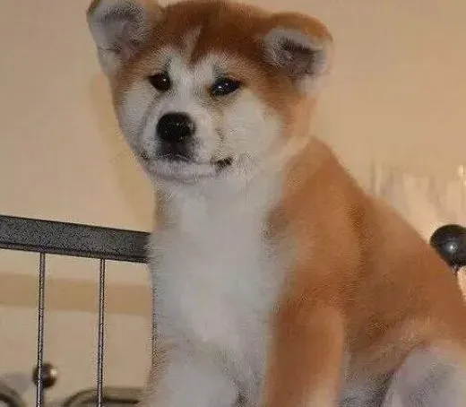 秋田犬|怎么给秋田犬洗澡以及洗澡的准备工作