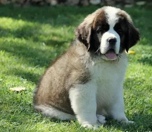 圣伯纳犬|圣伯纳犬偏食会造成哪些不良后果