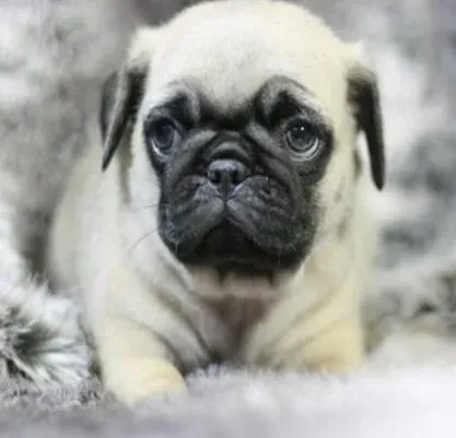 巴哥犬|怎样能把巴哥犬养的很强壮