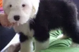 古代牧羊犬|当古代牧羊犬患上结膜炎要怎样治愈
