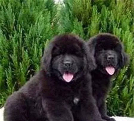 纽芬兰犬有几种颜色 公认的一共有四种颜色 | 纽芬兰犬