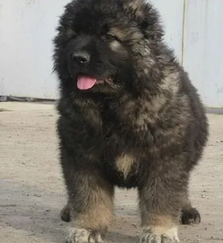 高加索犬|高加索犬犬瘟热恢复阶段要注意些什么