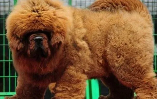 藏獒|人工养育藏獒幼犬经常会遇见哪些状况
