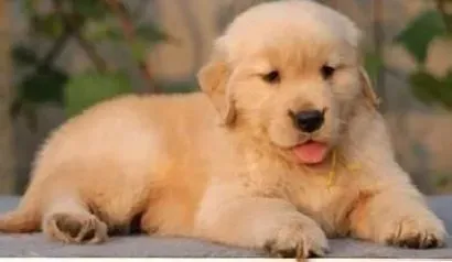 金毛|如何让肥胖的金毛犬瘦下来