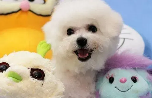 比熊犬|夏季饲养比熊犬的方法分析