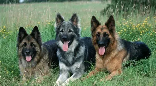 德国牧羊犬的训练方法 最佳的训练时间是2到3月龄 | 德国牧羊犬