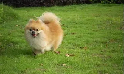 博美犬难养么 博美犬喂养要点是什么 | 博美犬