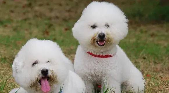 卷毛比熊犬性格 比熊犬性情开朗活泼聪明 | 卷毛比熊犬