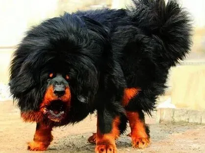 藏獒|看护重症犬 如何科学护理身患重病的藏獒