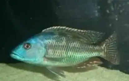 马面鲷吃什么 宜使用活饵喂饲