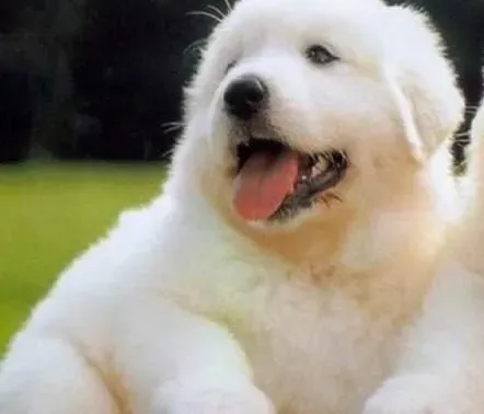 大白熊犬|如何正确的喂养成年期的大白熊犬