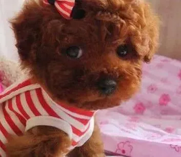 泰迪犬|泰迪犬总在地板上尿尿都有味道了应如何解决呢