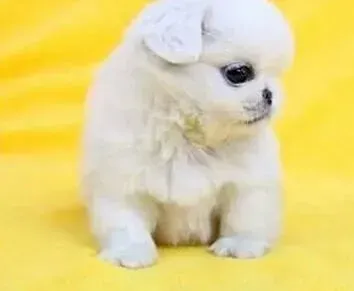 京巴狗|如何让年老的京巴犬安享晚年