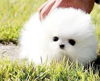 博美犬|最近博美犬发抖，没精神是什么情况
