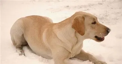 拉布拉多寻回犬好不好养 比较好养的宠物狗 | 拉布拉多