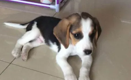 如何防止比格犬咬东西 要当着比格犬的面说不行 | 比格犬