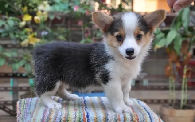 柯基犬|才出生的柯基犬应该怎样正确的护理