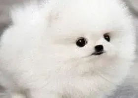 博美犬|什么原因坚定了主人给博美犬买成品狗粮的决心