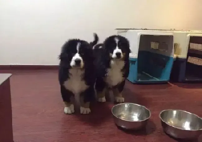 伯恩山犬|科学饲养伯恩山犬需要谨记三点