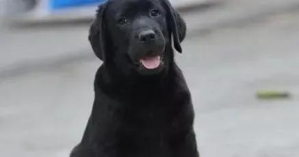 拉布拉多|拉布拉多犬一直舔后腿，皮肤红了掉毛没事吧