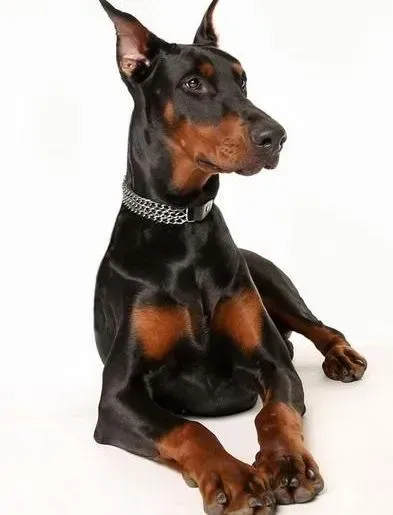 杜宾犬|不要错过了夏季给杜宾犬减肥的好方法