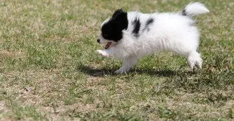 蝴蝶犬|蝴蝶犬总是到处大小便 我要怎么制止