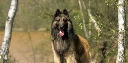 怎么样训练比利时牧羊犬 完成动作要给予奖励 | 比利时牧羊犬