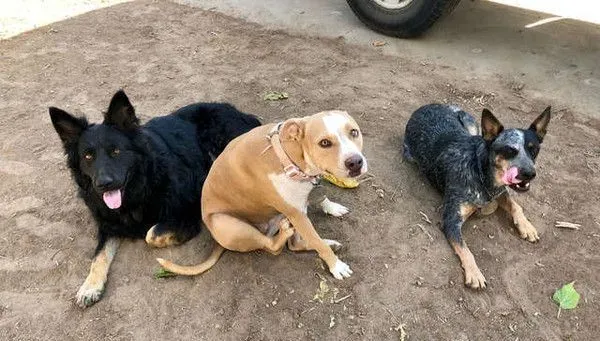 加州路边有只怪物？原来是一只受伤的德国狼犬