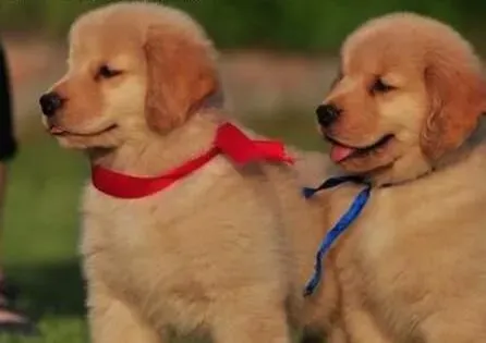 金毛|金毛犬狗狗的智商高吗