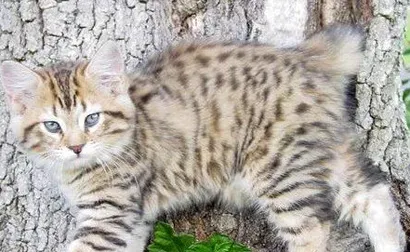 美国短尾猫的形态特征 短尾猫肌肉发达 | 美国短尾猫
