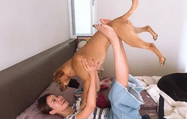塞奶高手汪找把拔讨拍 根本是地表最强小三！ | 狗