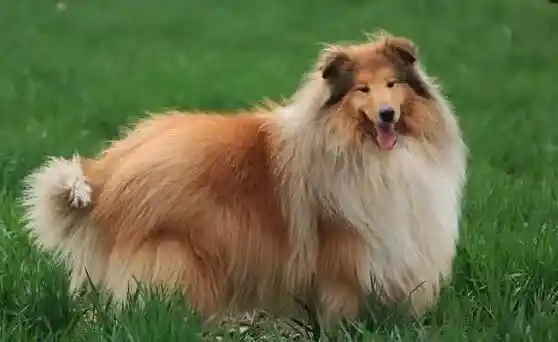 苏格兰牧羊犬|苏格兰牧羊犬到底好不好养