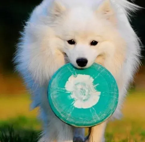 银狐犬|饲养银狐犬幼犬 饮食及环境注意事项