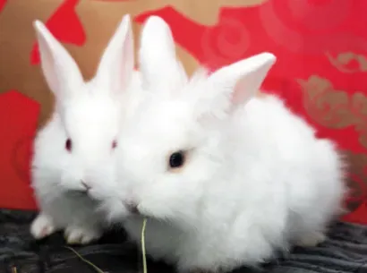 母兔子吃小兔子 给母兔补充全面的营养 | 兔子