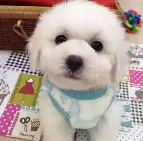 比熊犬|怎么预防比熊犬掉毛问题