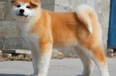 秋田犬|秋田犬眼睛睁不开了的原因